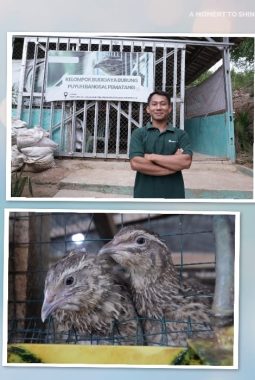 Lewat Program Desa Impian, Puyuh Jadi Jalan Keluar Penambang Ilegal