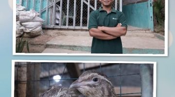 Lewat Program Desa Impian, Puyuh Jadi Jalan Keluar Penambang Ilegal